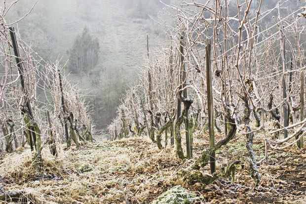 Да ли је измрзла лоза?